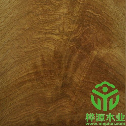 金叉木皮裝修精品0.5mm，高檔樹杈木皮批理供應